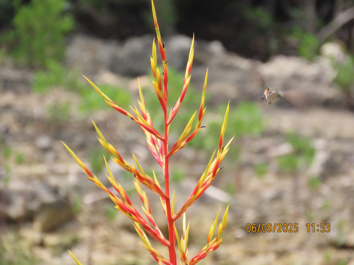 Bahama Woodstar - ML641753767