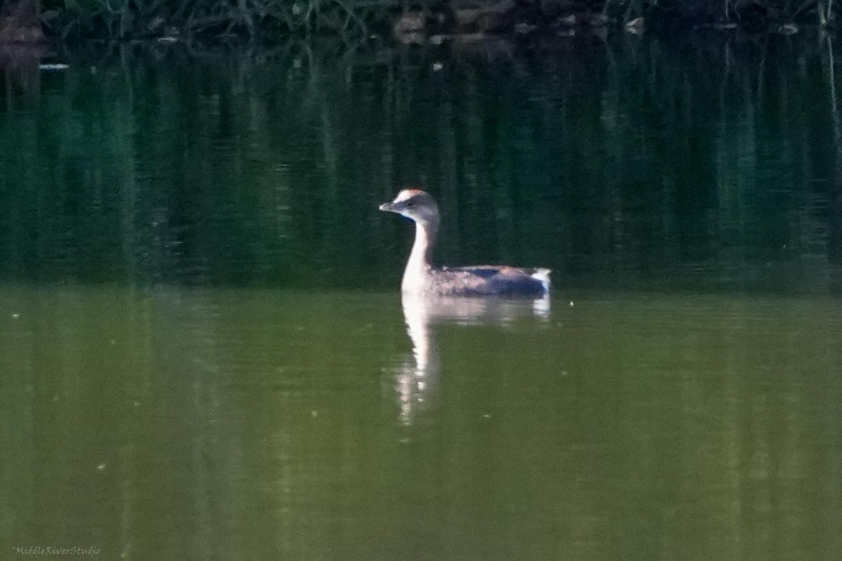 Pied-billed Grebe - ML641753775