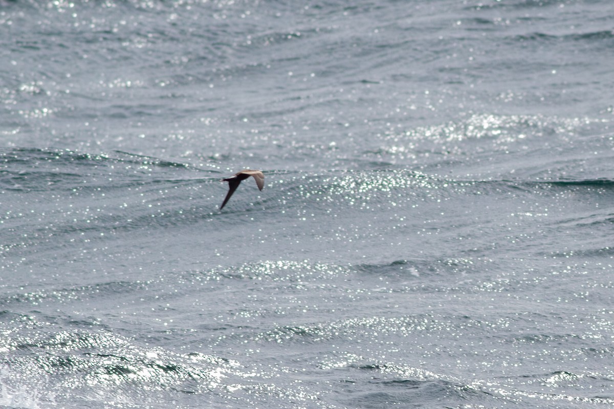 Leach's Storm-Petrel - ML641753781