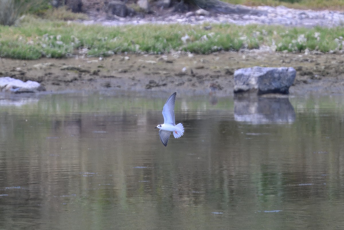 White-winged Tern - ML641753793