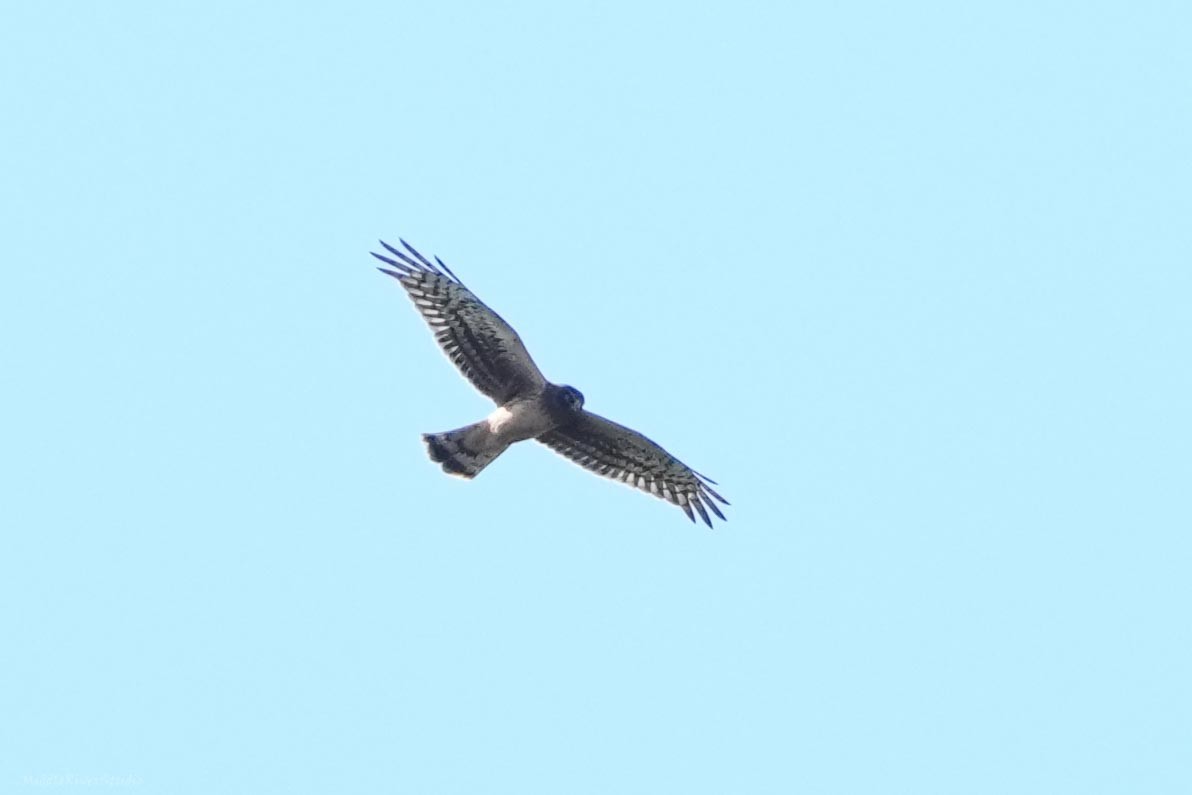 Northern Harrier - ML641753809
