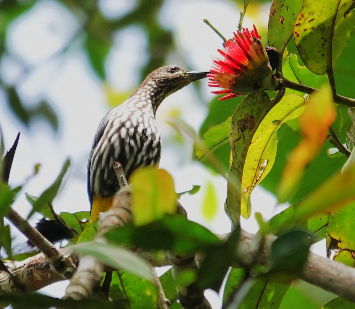 Whitehead's Spiderhunter - ML641753846