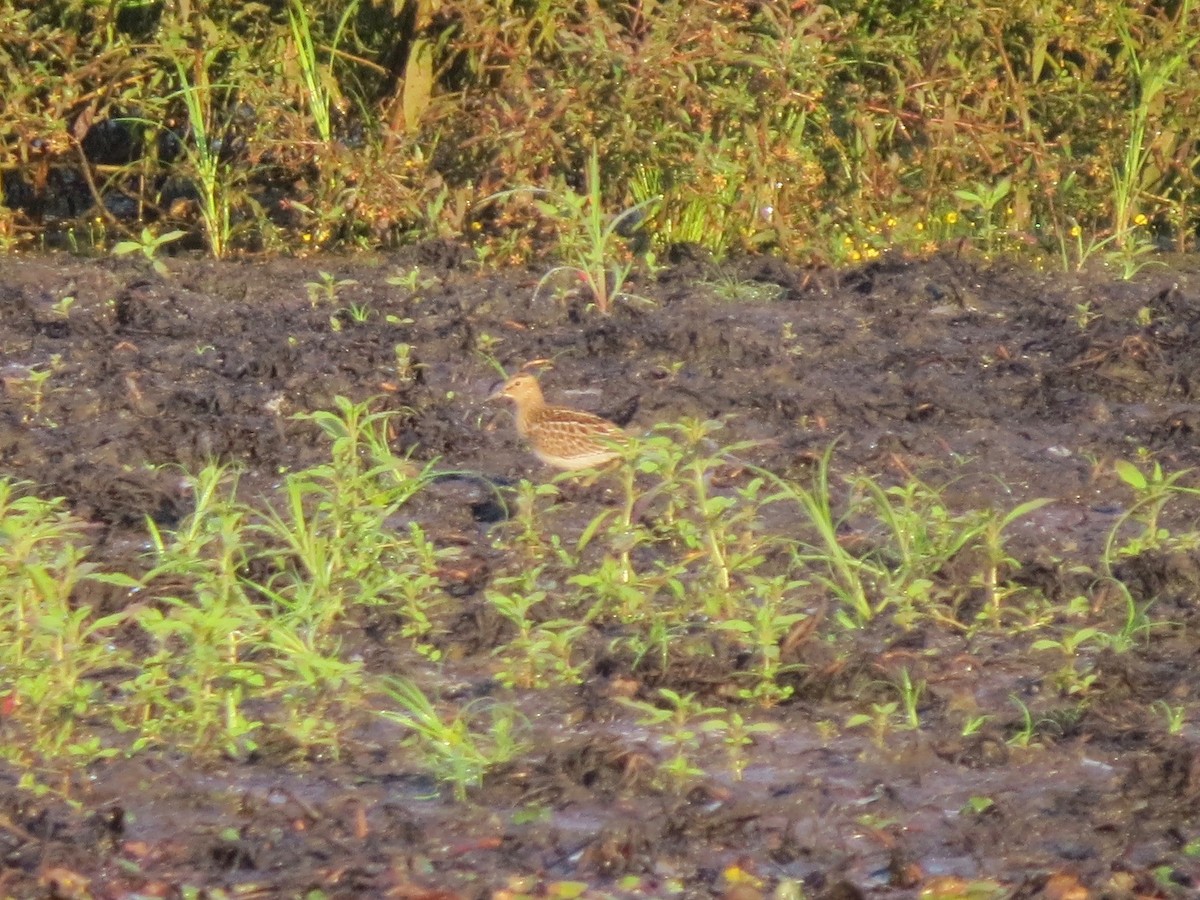 Pectoral Sandpiper - ML641753852