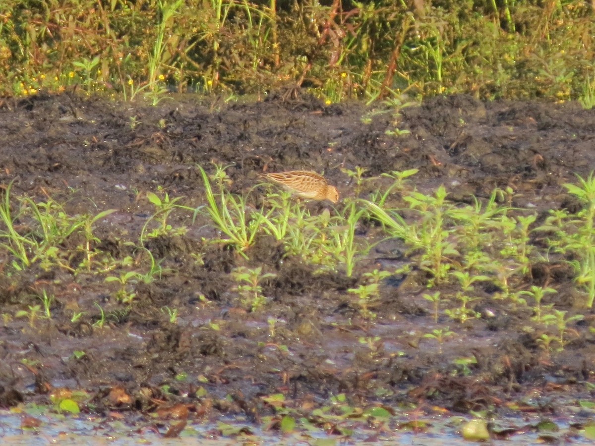 Pectoral Sandpiper - ML641753853
