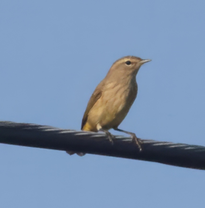 myrparula - ML641753882