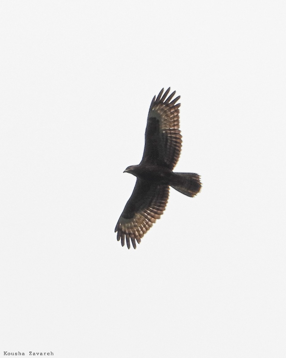 European Honey-buzzard - ML641753891