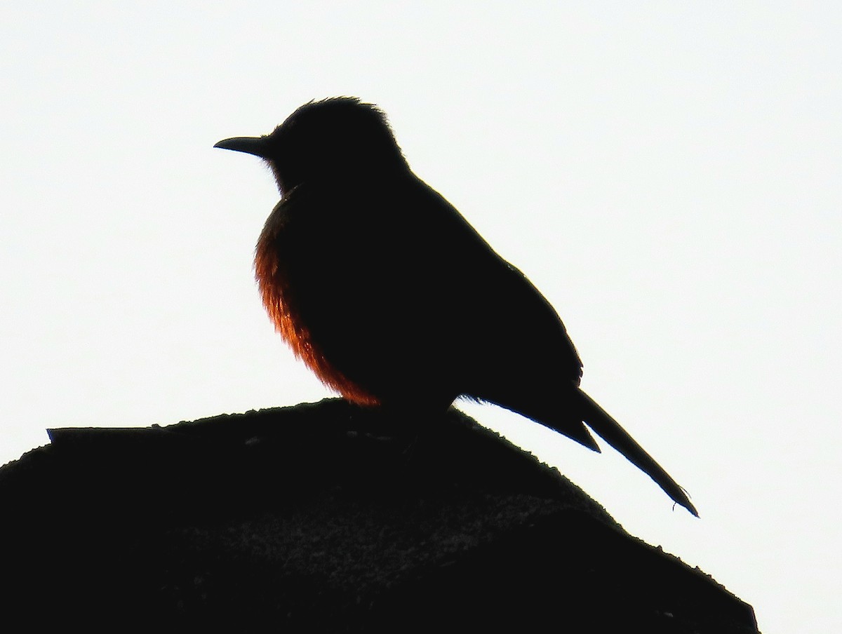 Mocking Cliff-Chat - ML641753910
