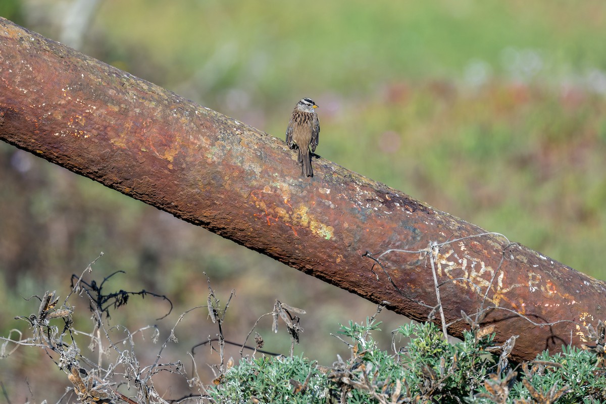 strnadec bělopásý - ML641753972