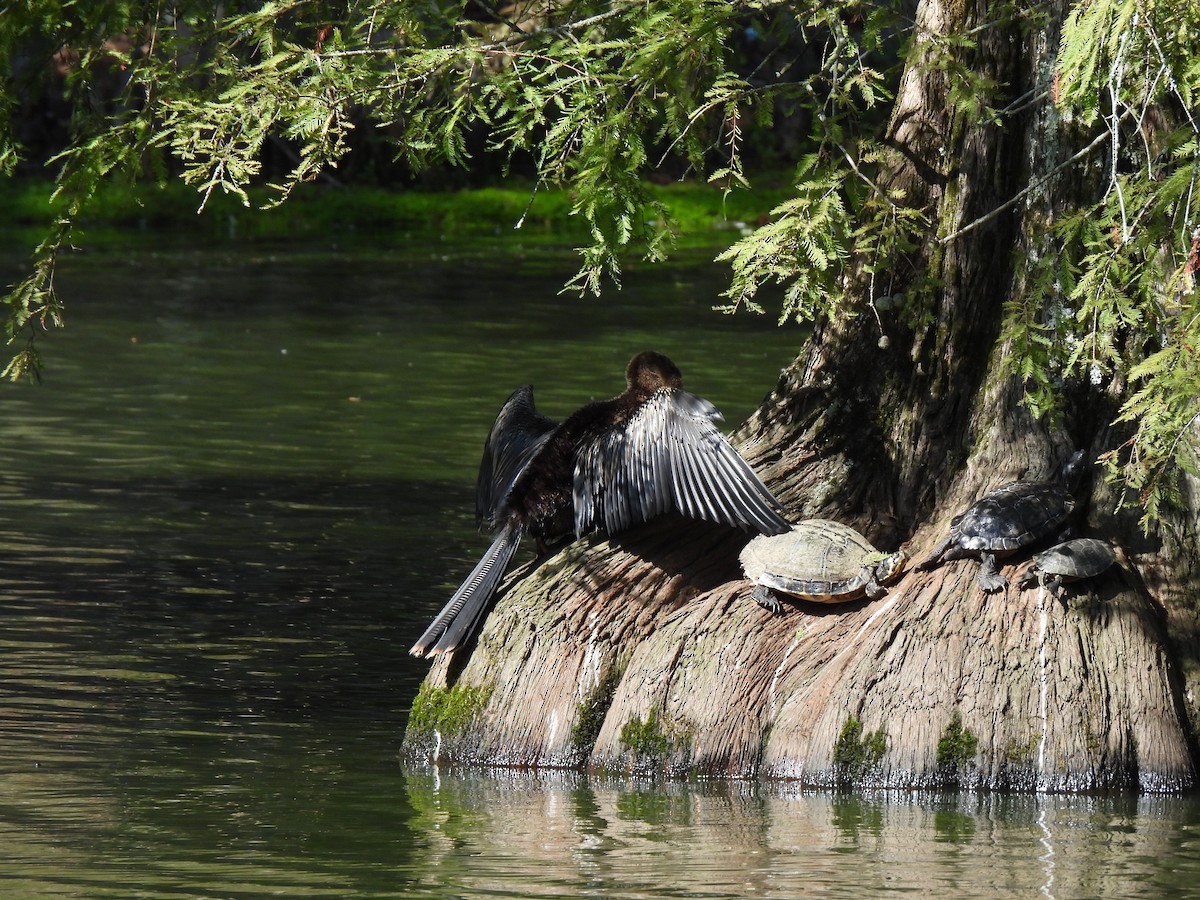 Amerika-Schlangenhalsvogel - ML641753980