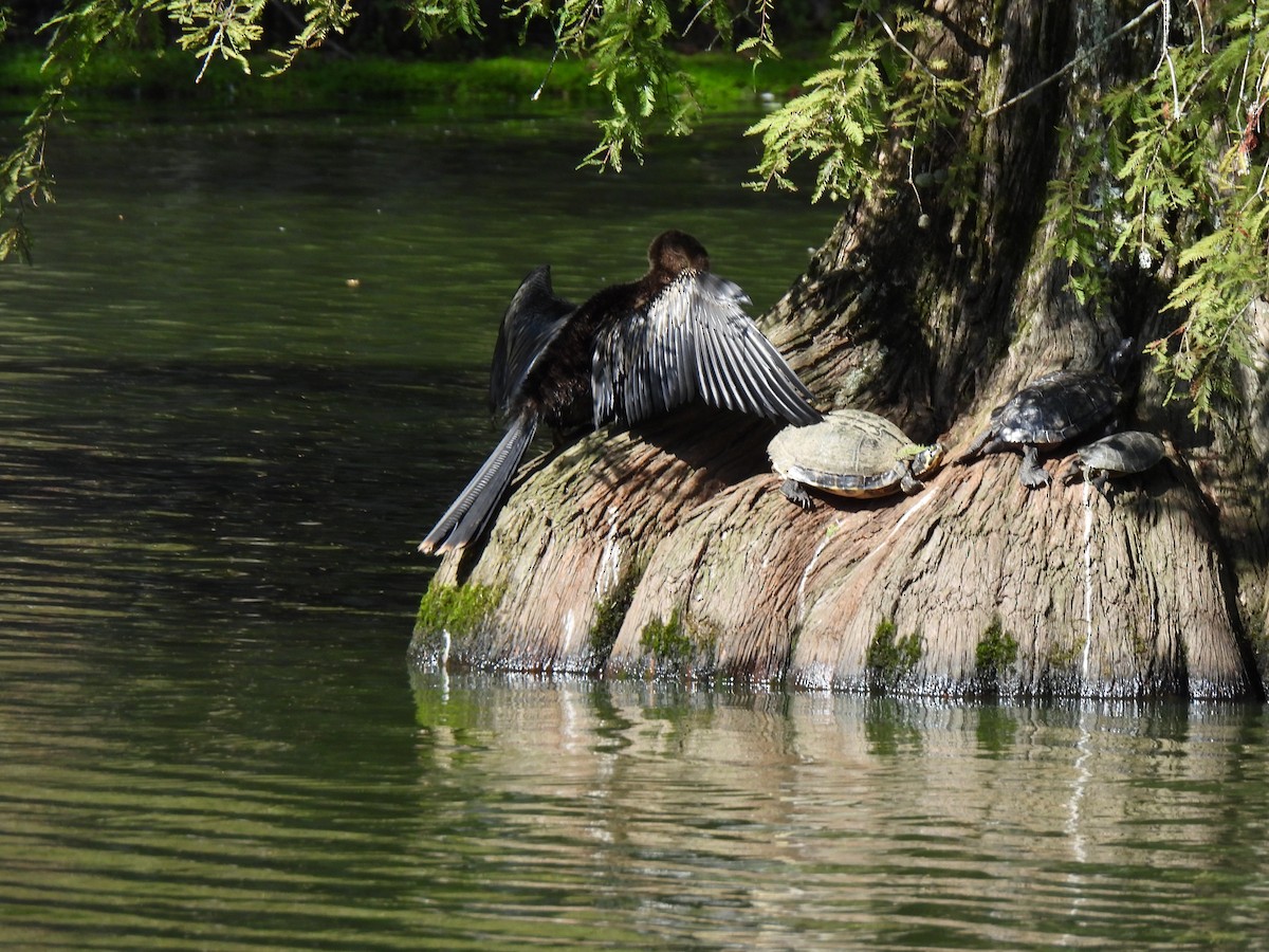 Amerika-Schlangenhalsvogel - ML641753982