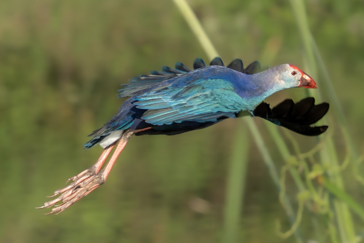 Gray-headed Swamphen - ML641753985