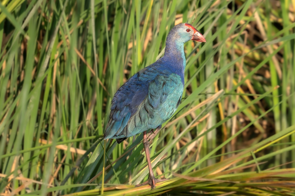 Gray-headed Swamphen - ML641753986