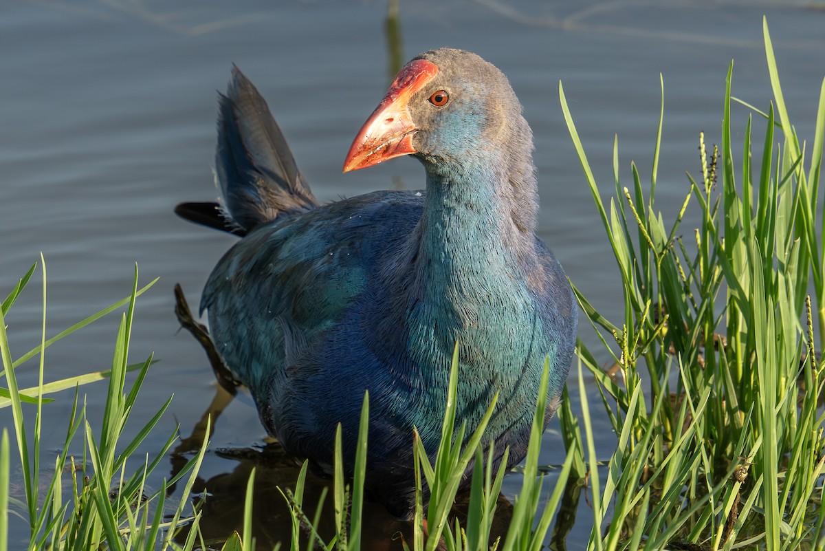 Gray-headed Swamphen - ML641753987
