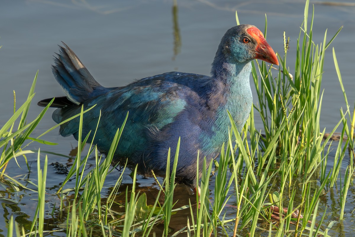Gray-headed Swamphen - ML641753988