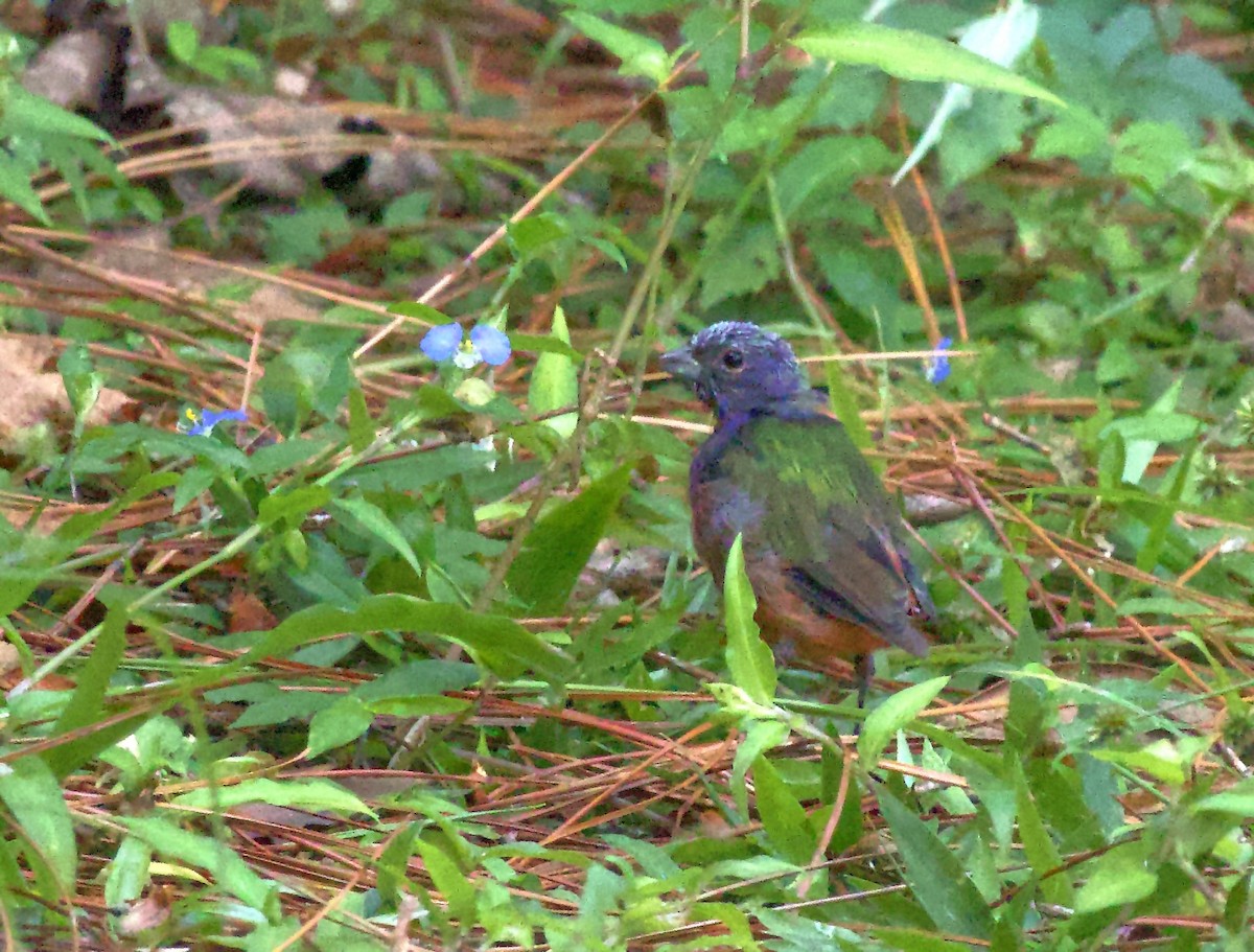 Painted Bunting - ML641754002