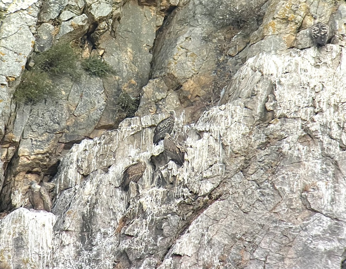 Rüppell's Griffon - ML641754012