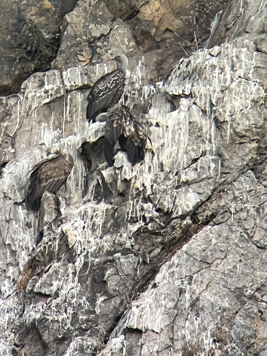 Rüppell's Griffon - ML641754013