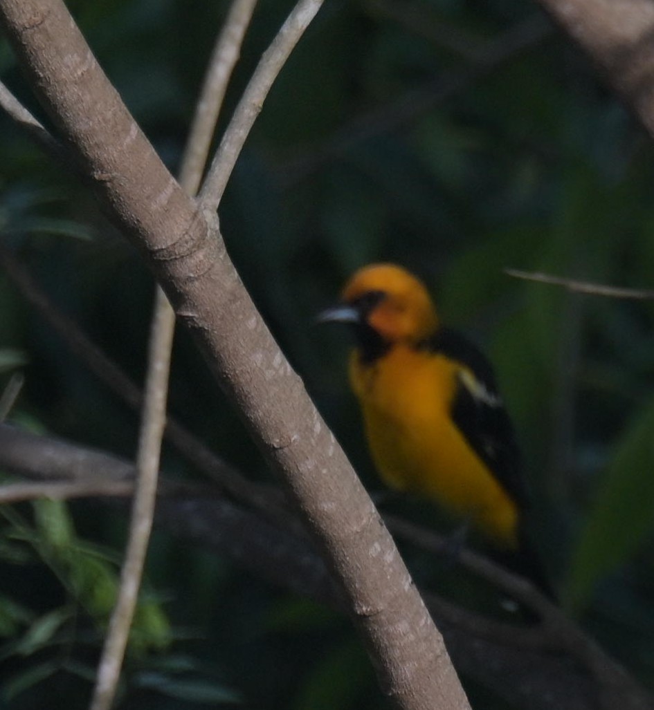 Altamira Oriole - ML641754027