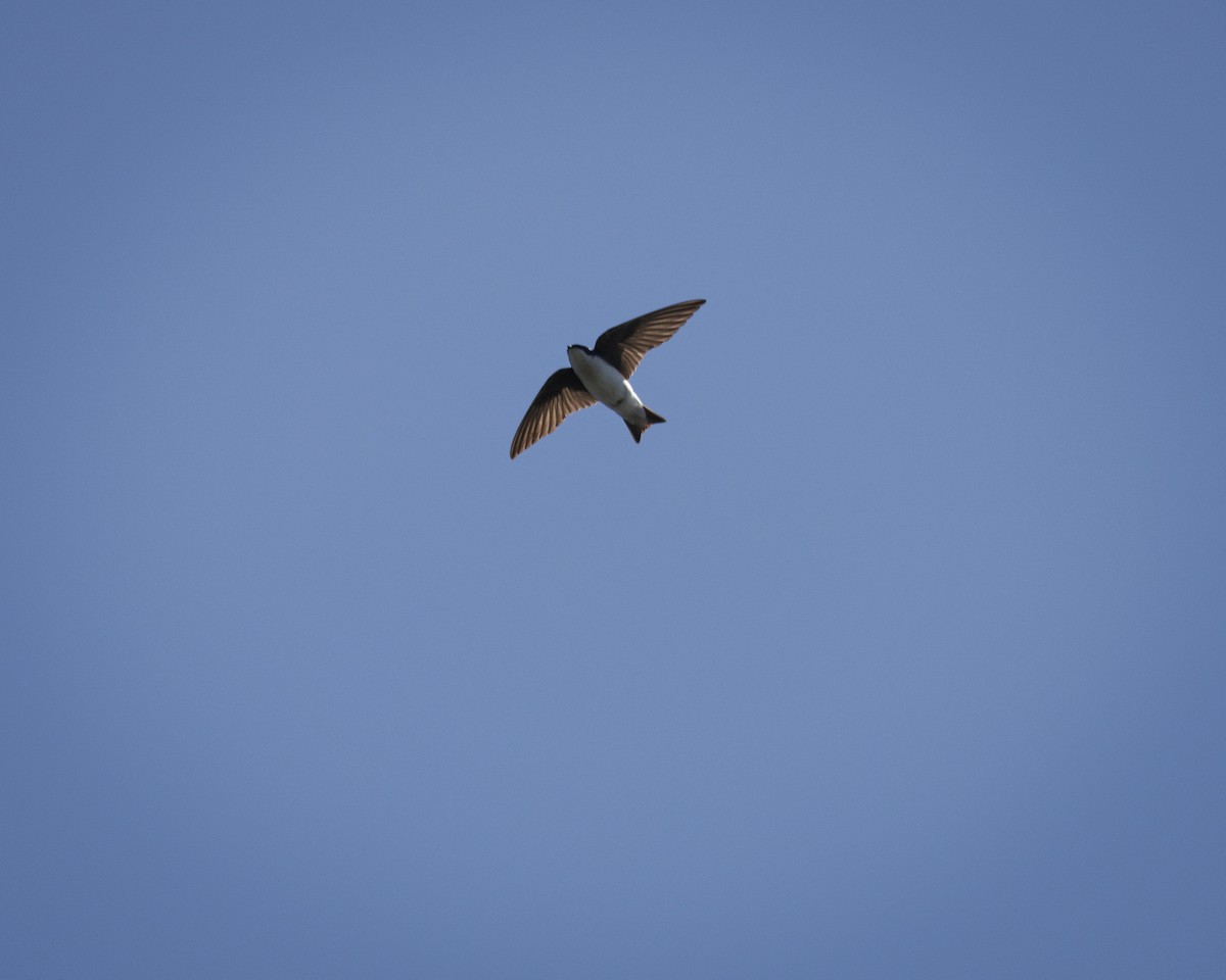 Tree Swallow - ML641754071