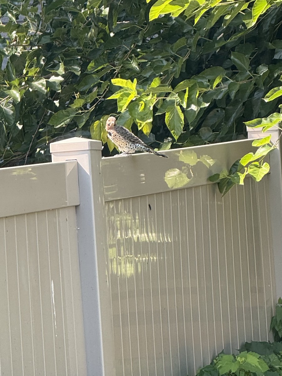 Northern Flicker (Yellow-shafted) - ML641754201