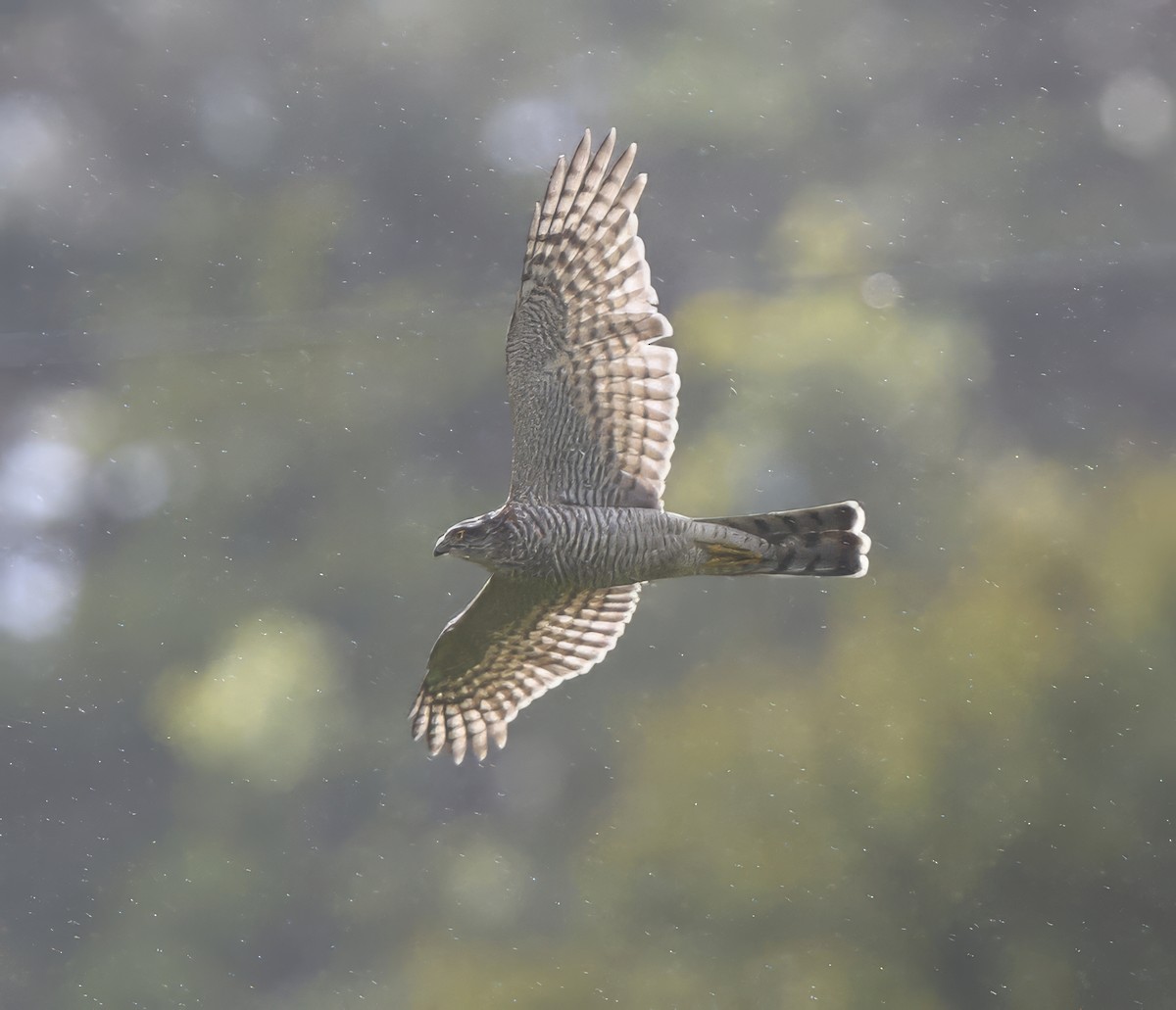 Eurasian Sparrowhawk - ML641754211