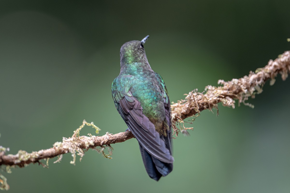 Greenish Puffleg - ML641754238
