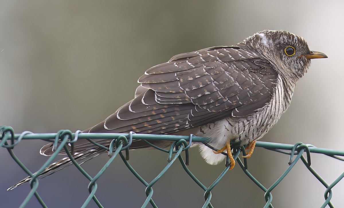 Common Cuckoo - ML641754254