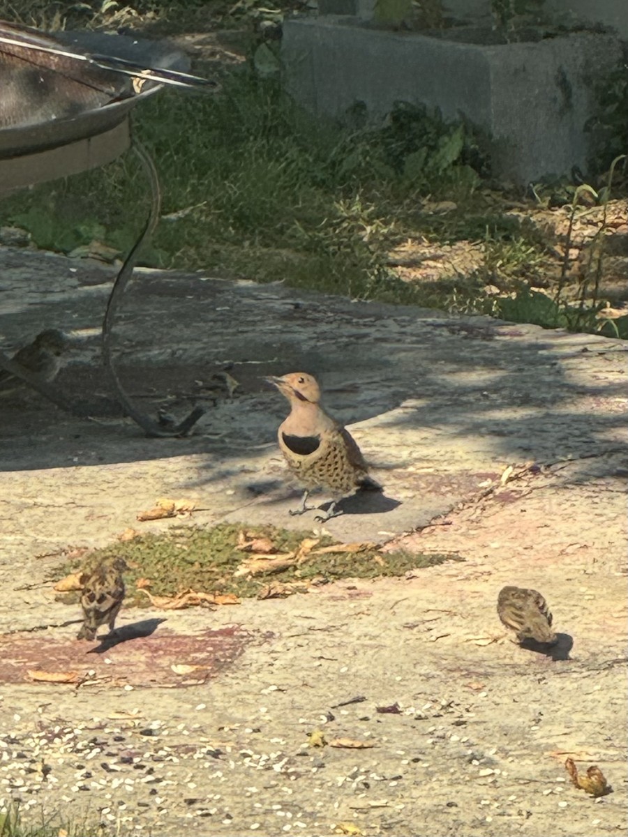Northern Flicker (Yellow-shafted) - ML641754297