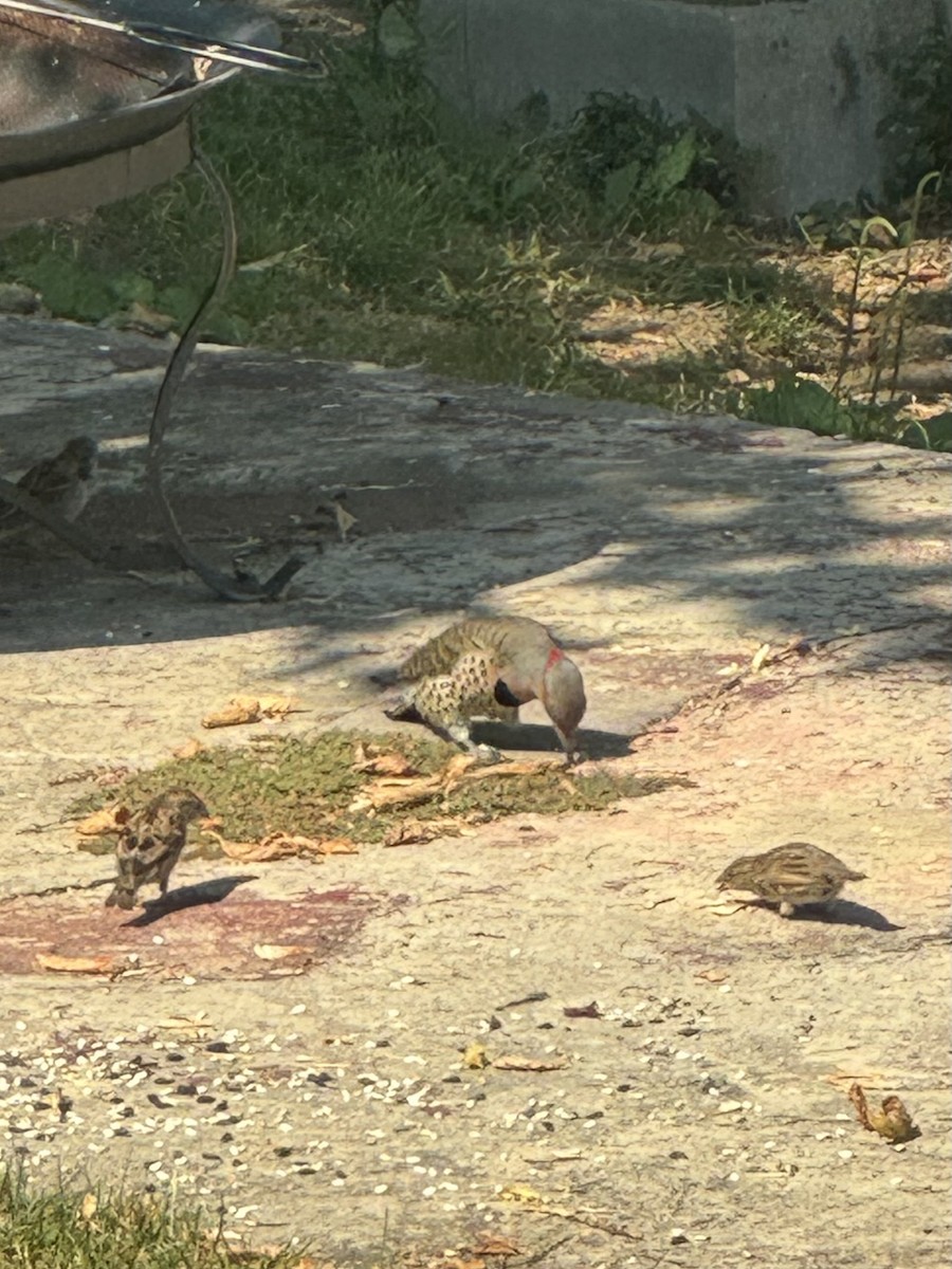 Northern Flicker (Yellow-shafted) - ML641754298