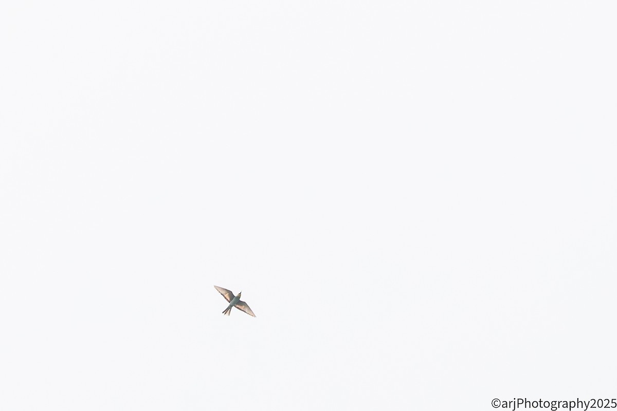 European Bee-eater - ML641754309