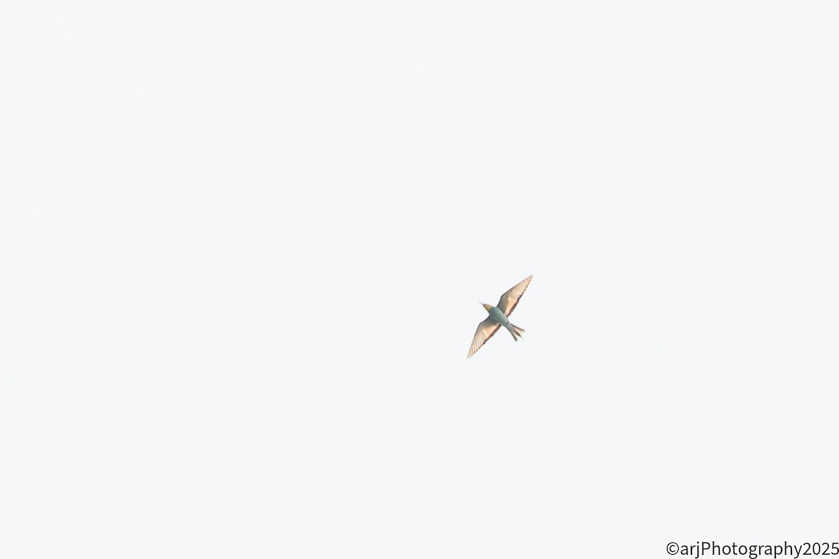 European Bee-eater - ML641754310