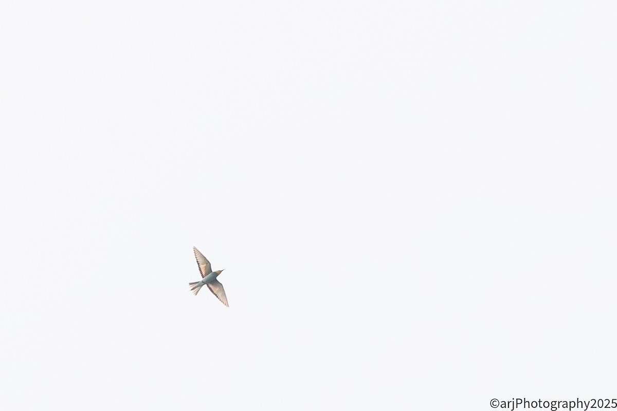 European Bee-eater - ML641754311