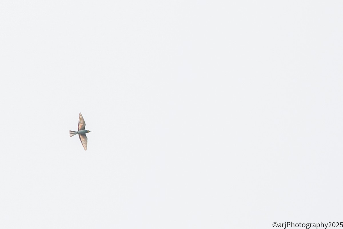 European Bee-eater - ML641754312