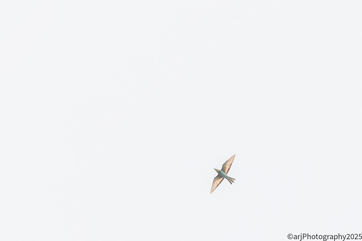 European Bee-eater - ML641754313