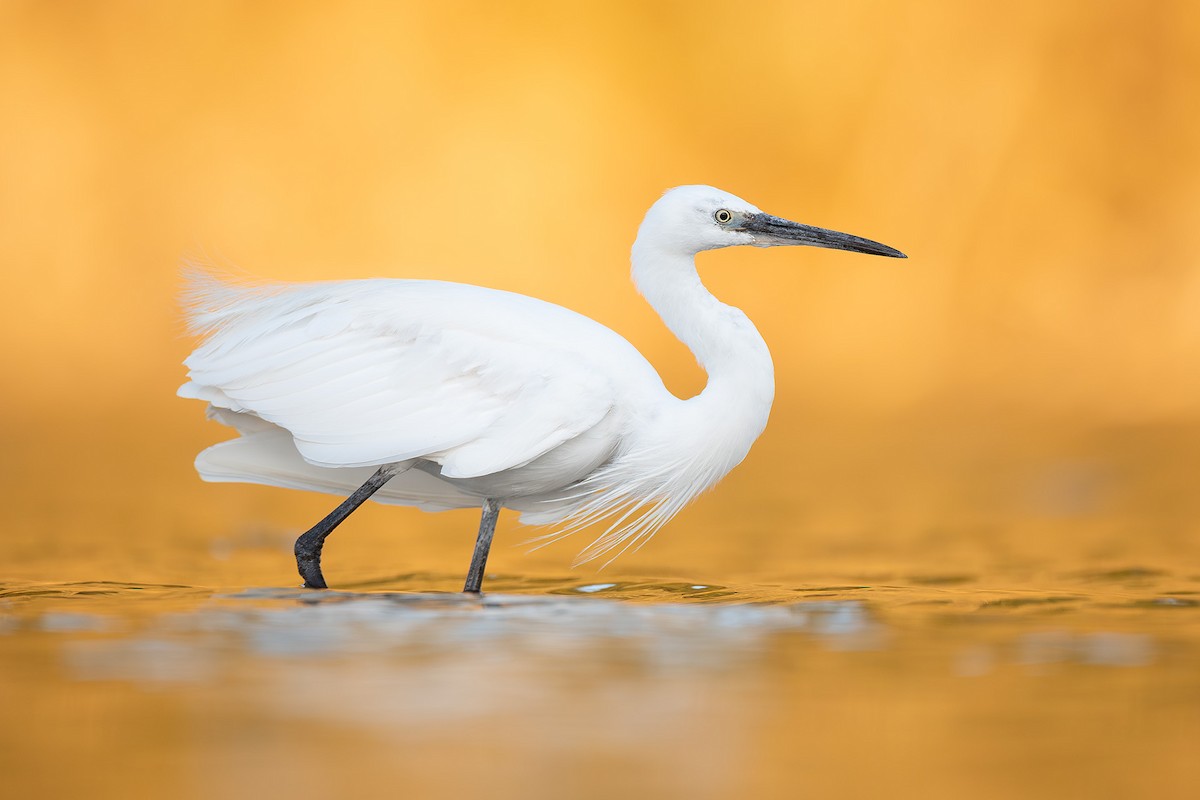 לבנית קטנה - ML641754413