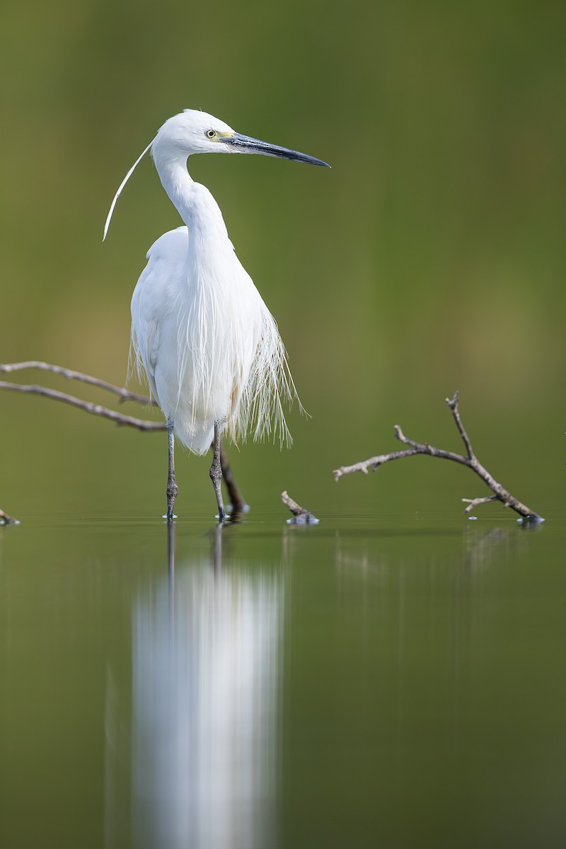 לבנית קטנה - ML641754414