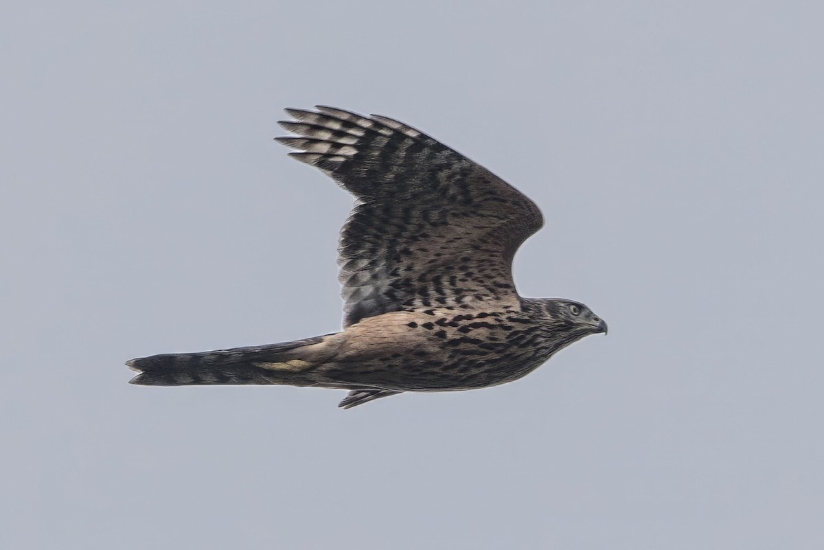 Eurasian Goshawk - ML641754440
