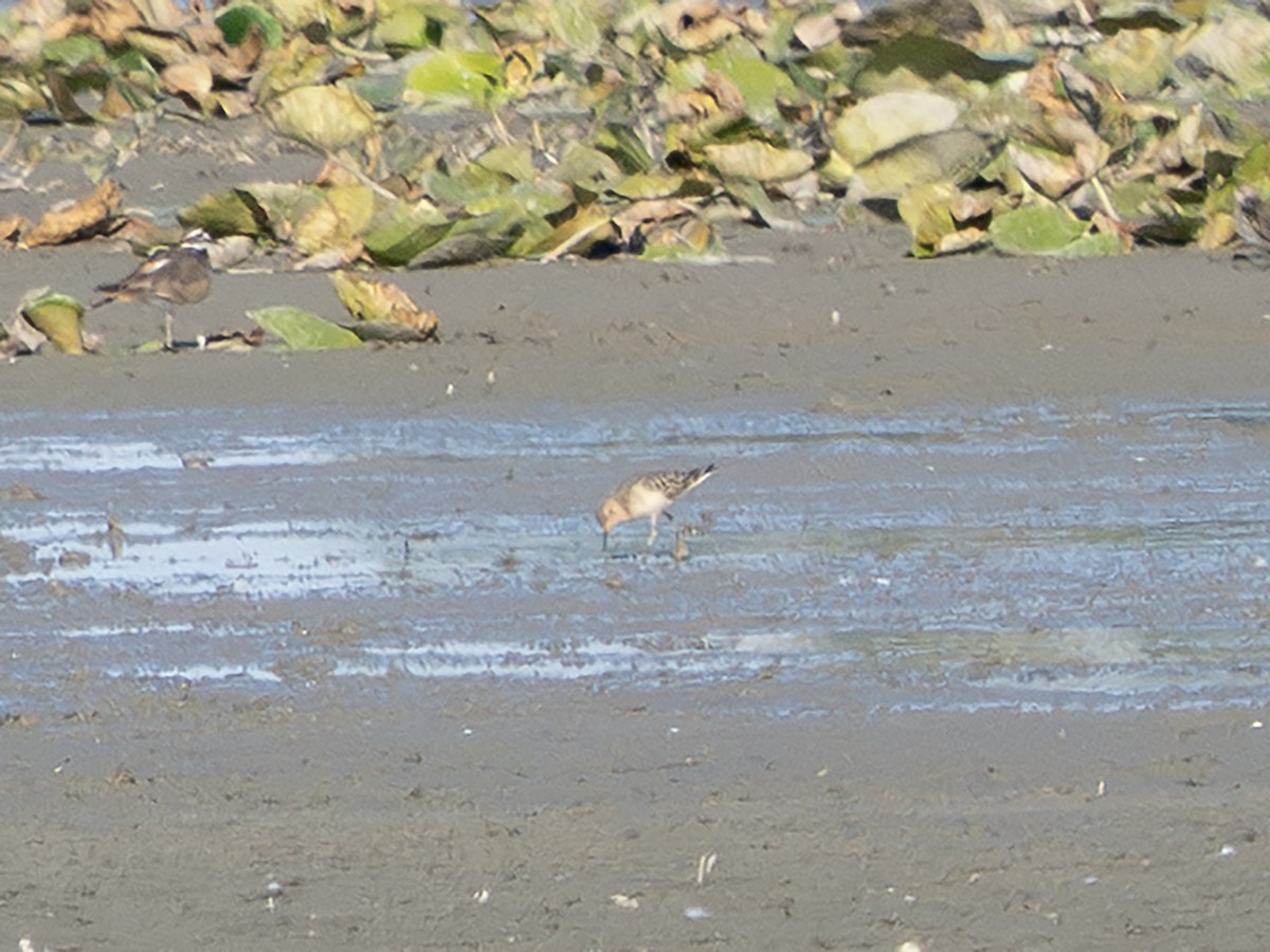 Buff-breasted Sandpiper - ML641754443