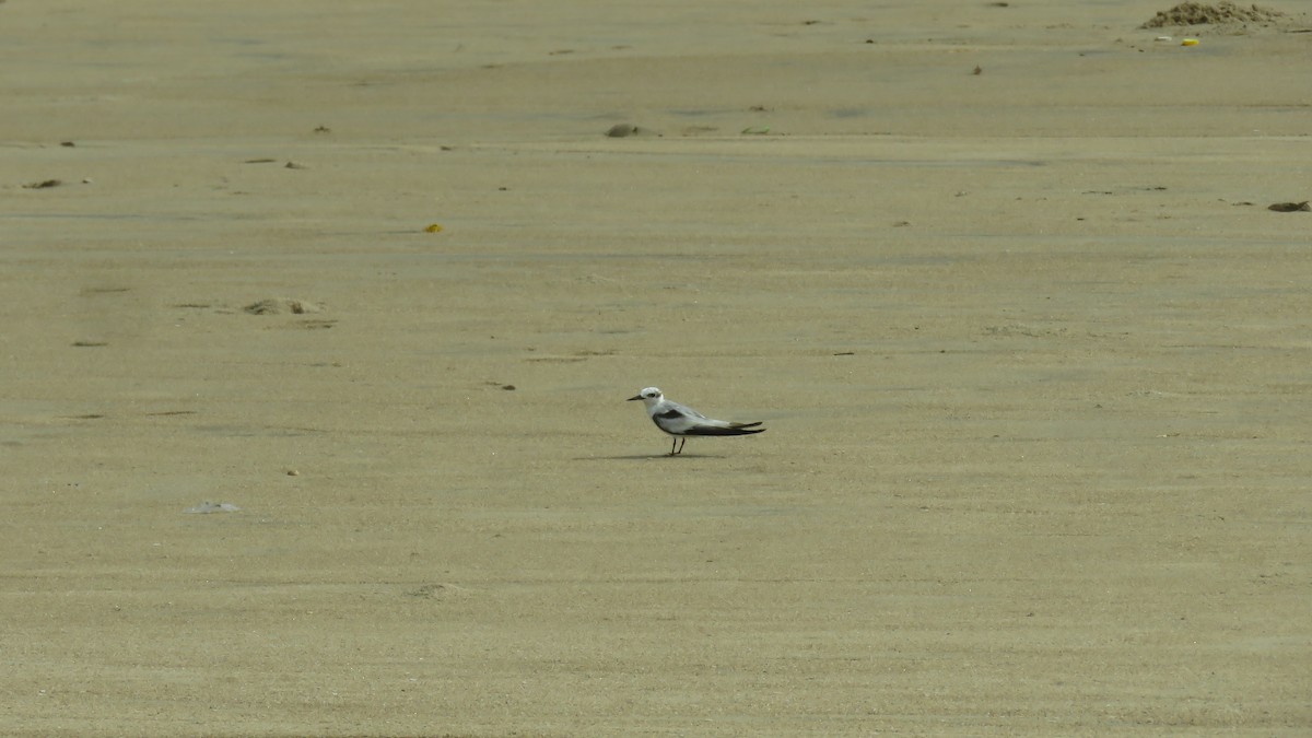Saunders's Tern - ML641754458