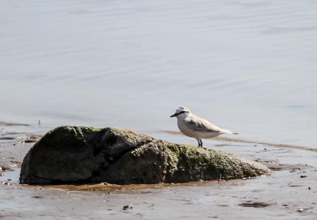 White-fronted Plover - ML641754475