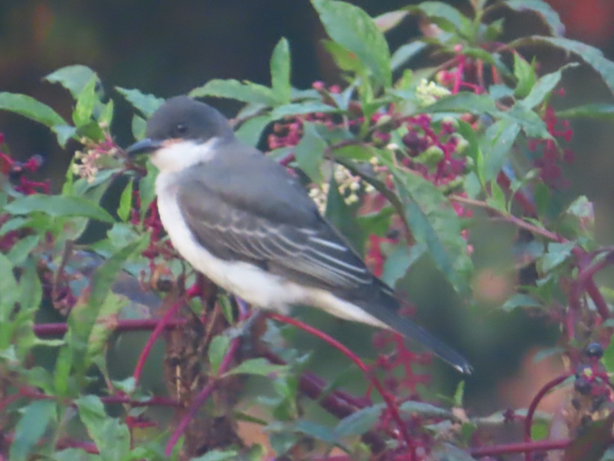 Eastern Kingbird - ML641754476