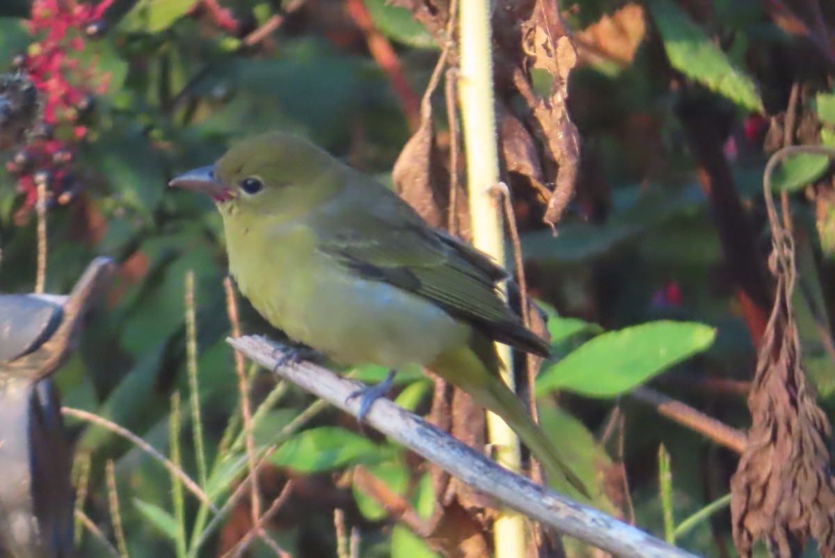 Scarlet Tanager - ML641754488