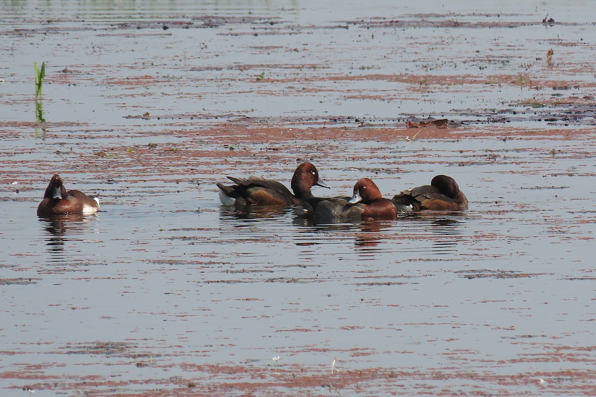 Ferruginous Duck - ML641754503