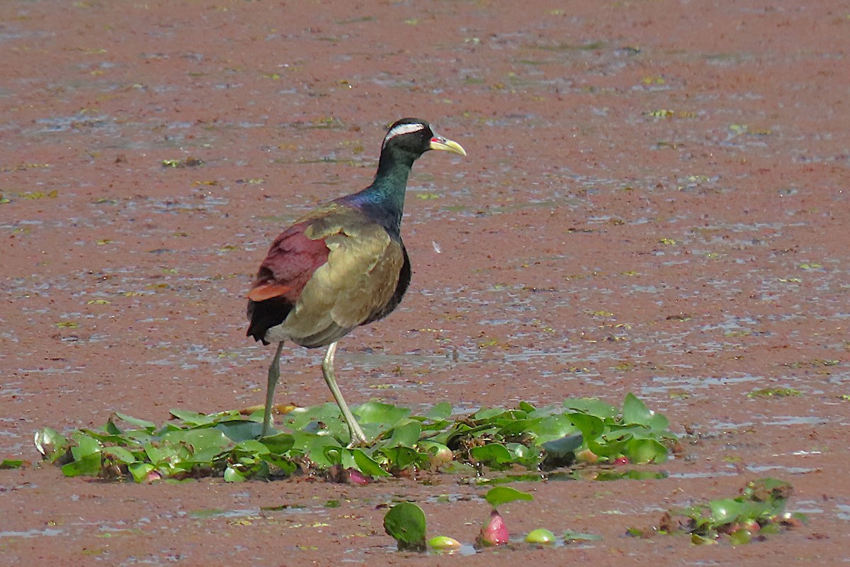 Bronze-winged Jacana - ML641754530