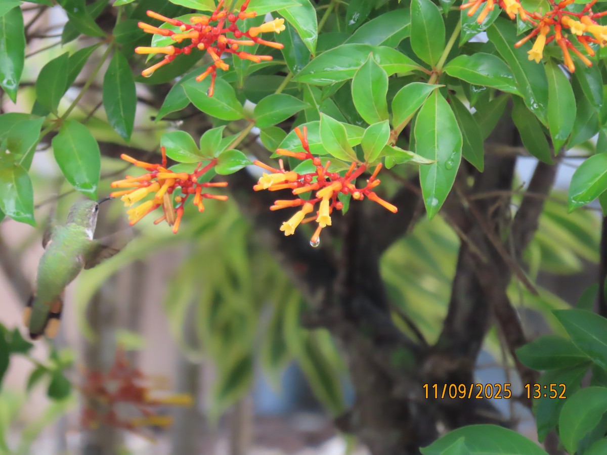 Bahama Woodstar - ML641754552