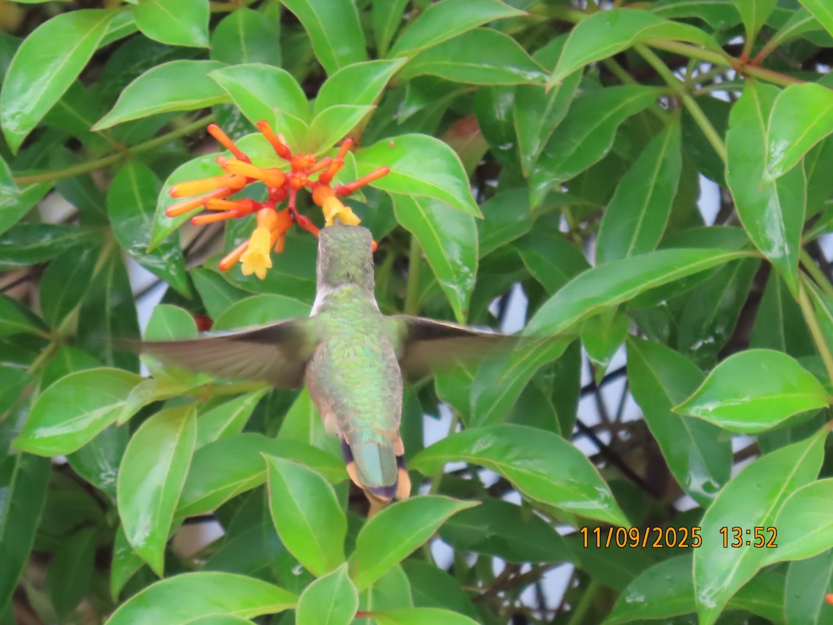 Bahama Woodstar - ML641754554
