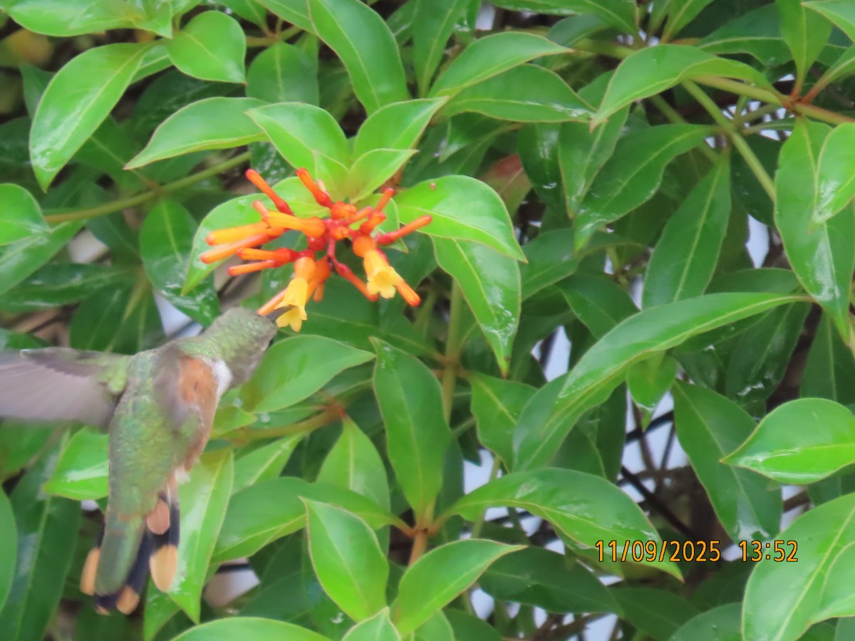 Bahama Woodstar - ML641754555