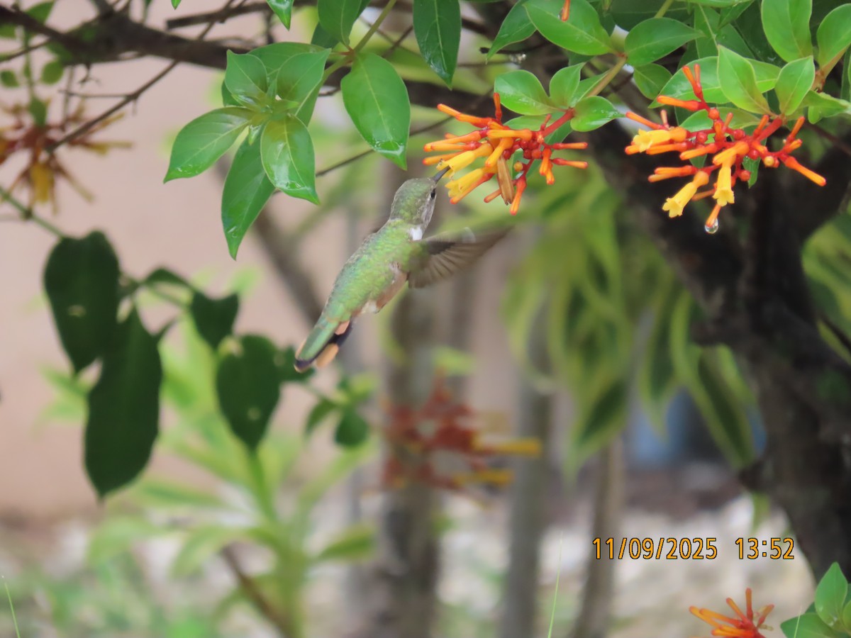 Bahama Woodstar - ML641754557