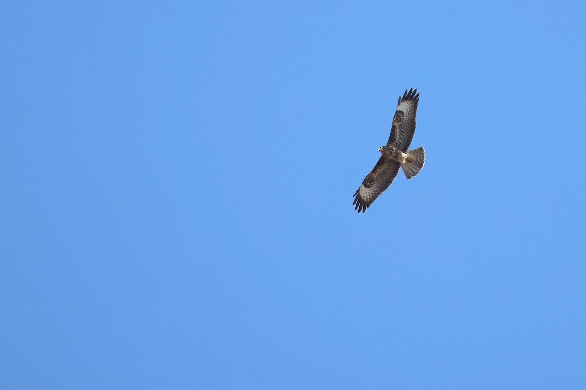 Buse variable (buteo) - ML641754596
