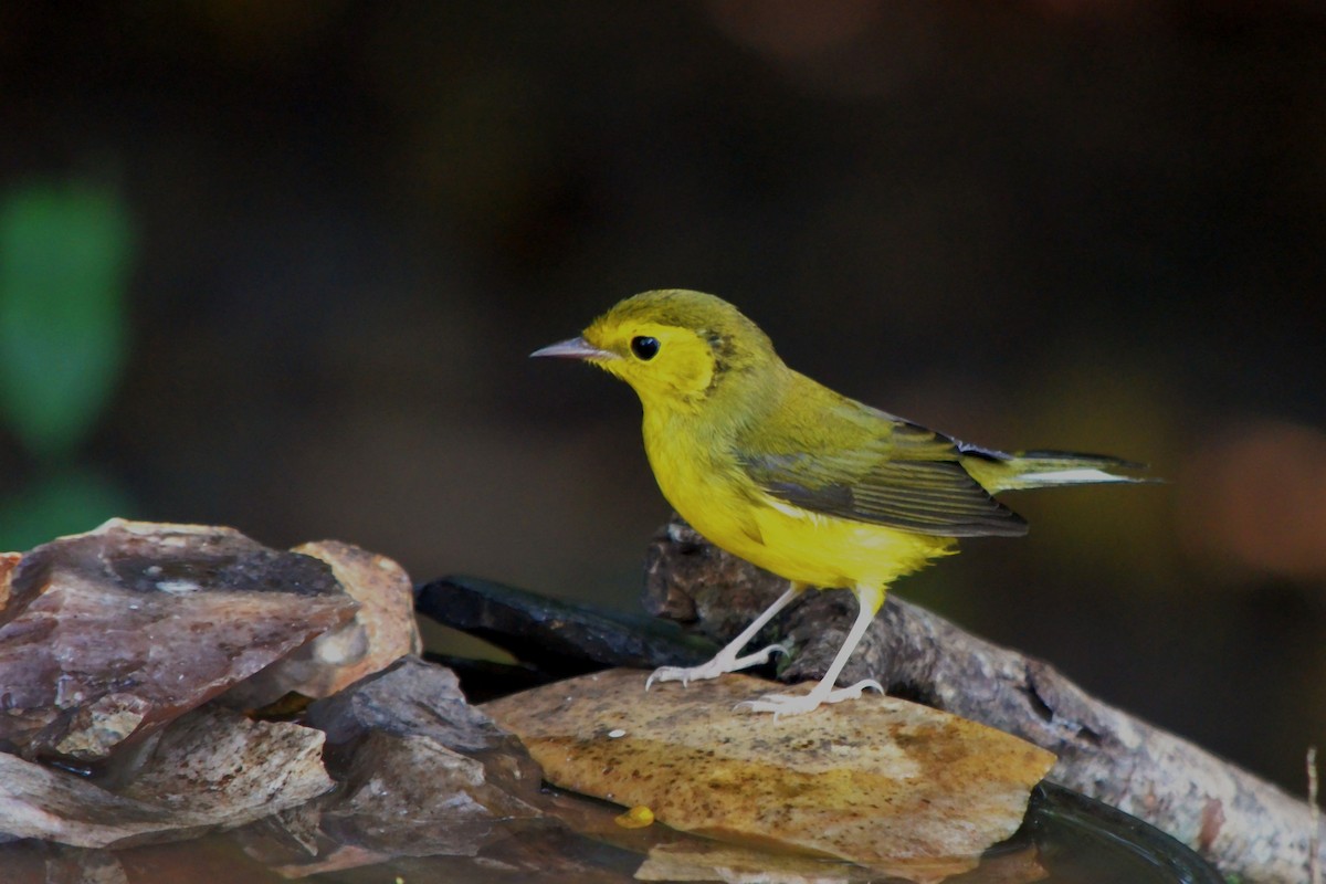 Hooded Warbler - ML641754597